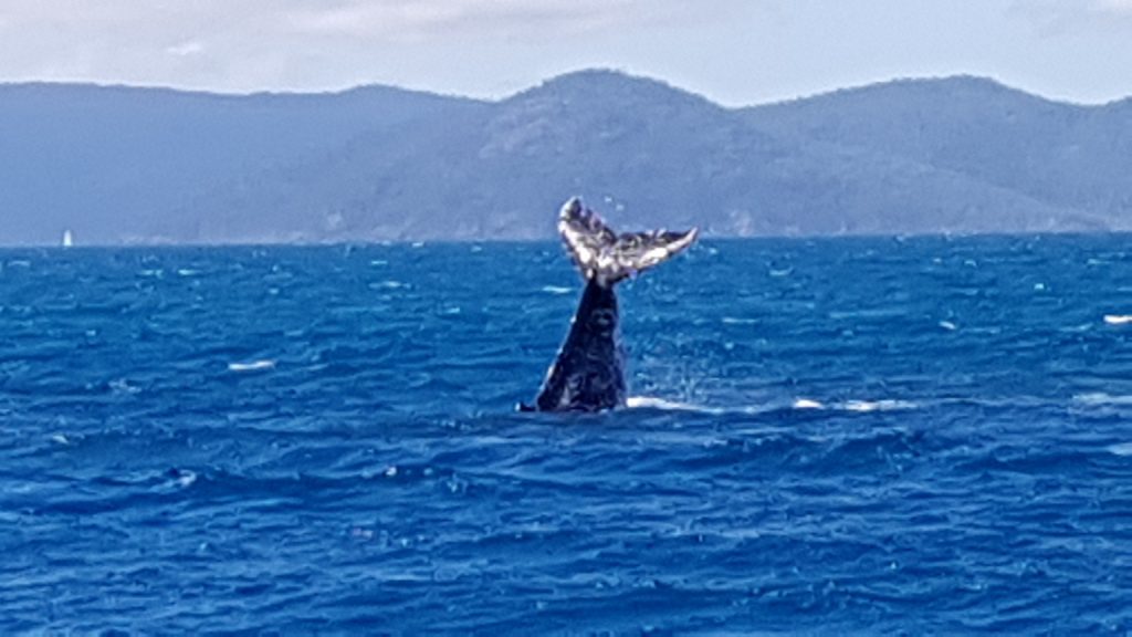 לוויתן בעמידת ראש על הבוקר